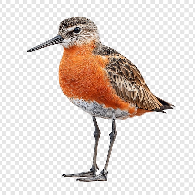 Fotografia deslumbrante de um pássaro de colarinho vermelho
