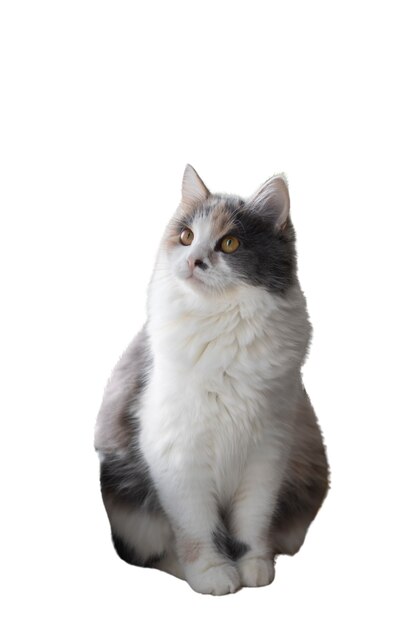 Gato isolado em fundo branco