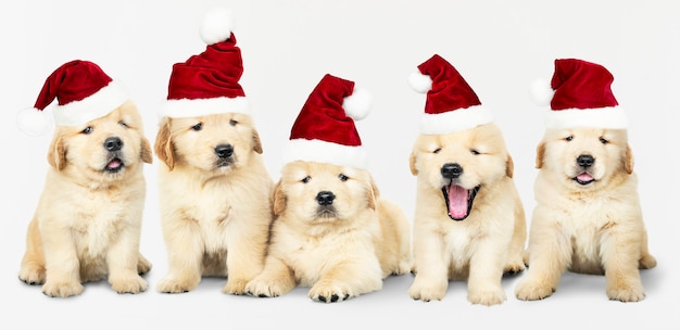 PSD grátis grupo de cinco golden retriever usando chapéus de papai noel