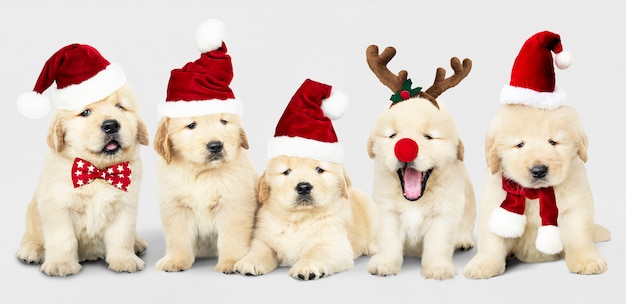 Grupo de filhotes de golden retriever adorável vestindo trajes de natal