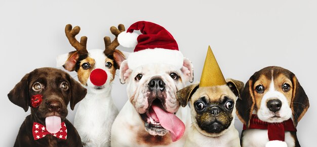 Grupo de filhotes vestindo trajes de Natal para celebrar o Natal