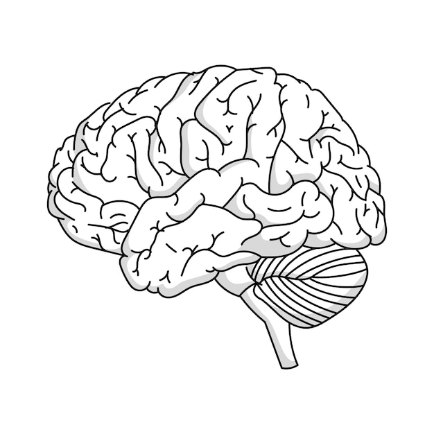 Ilustração do contorno cerebral