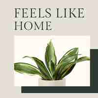 PSD grátis inspirational quote botanical template psd with sansevieria plant social media post em estilo minimalista