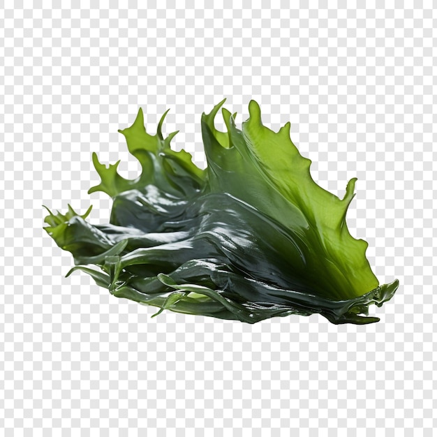 PSD grátis kelp isolado em fundo transparente