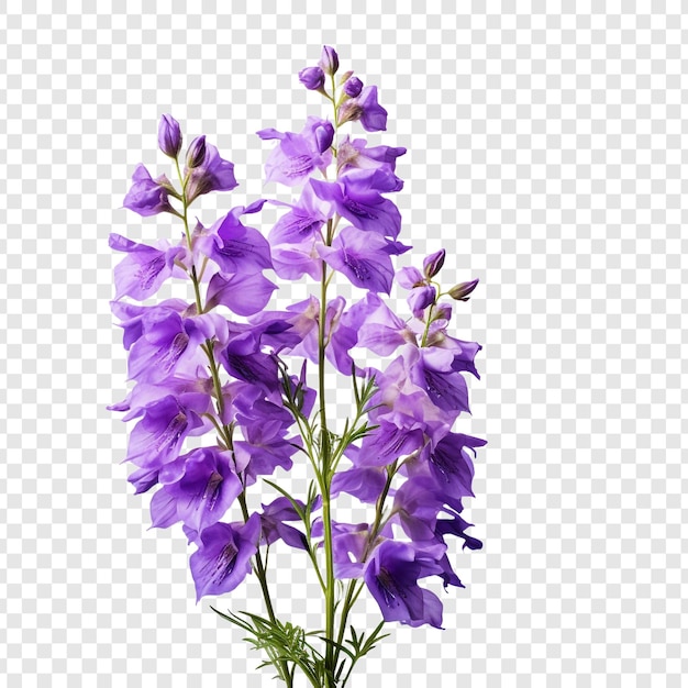 PSD grátis larkspur flor png isolado em fundo transparente