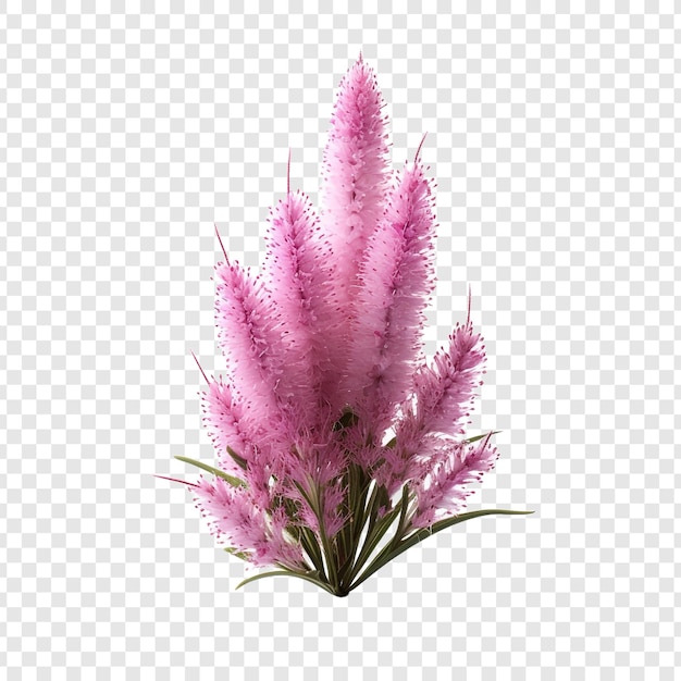 PSD grátis liatris flor png isolado em fundo transparente