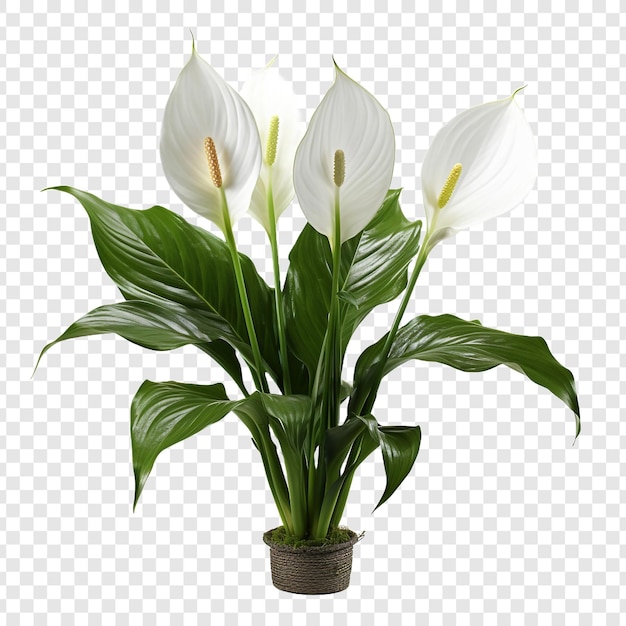 PSD grátis lírio da paz spathiphyllum wallisii flor png isolada em fundo transparente