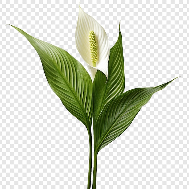 PSD grátis lírio da paz spathiphyllum wallisii flor png isolada em fundo transparente