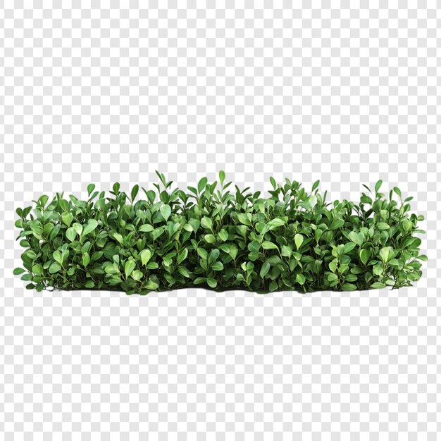 Lush Green Bush folhagem vibrante vegetação natural arbusto isolado perfeito para design de paisagismo