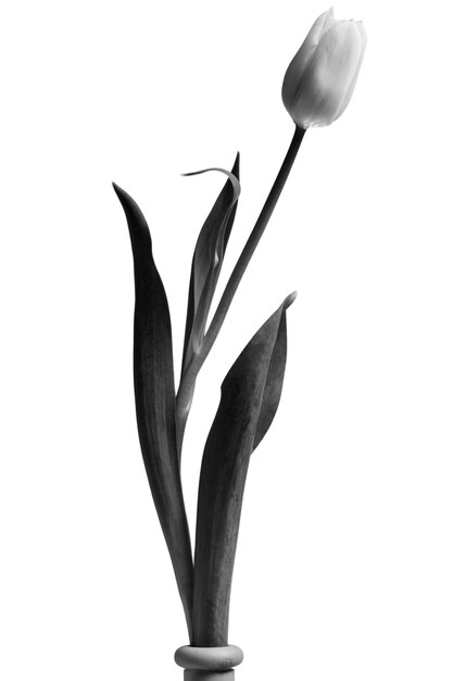 Minimalidade em preto e branco.