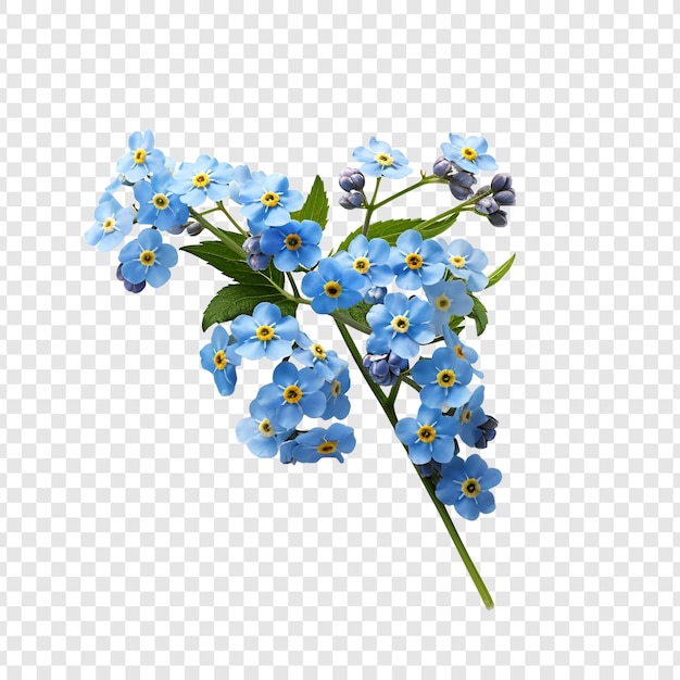 PSD grátis miosótis flor png isolado em fundo transparente