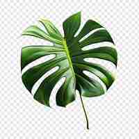 PSD grátis monstera deliciosa png isolado em fundo transparente