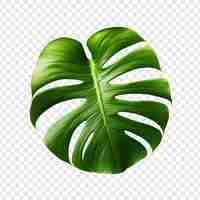 PSD grátis monstera deliciosa png isolado em fundo transparente