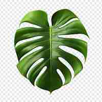 PSD grátis monstera deliciosa png isolado em fundo transparente