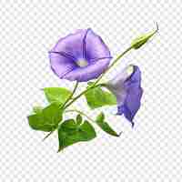 PSD grátis morning glory flor png isolado em fundo transparente