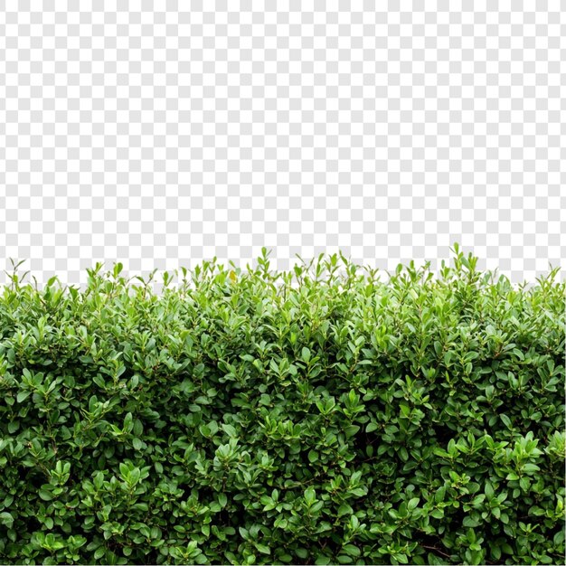 Natureza de cercas verdes exuberantes Fronteira vibrante