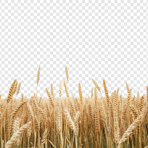 O Campo de Trigo Dourado Uma Colheita Abundante