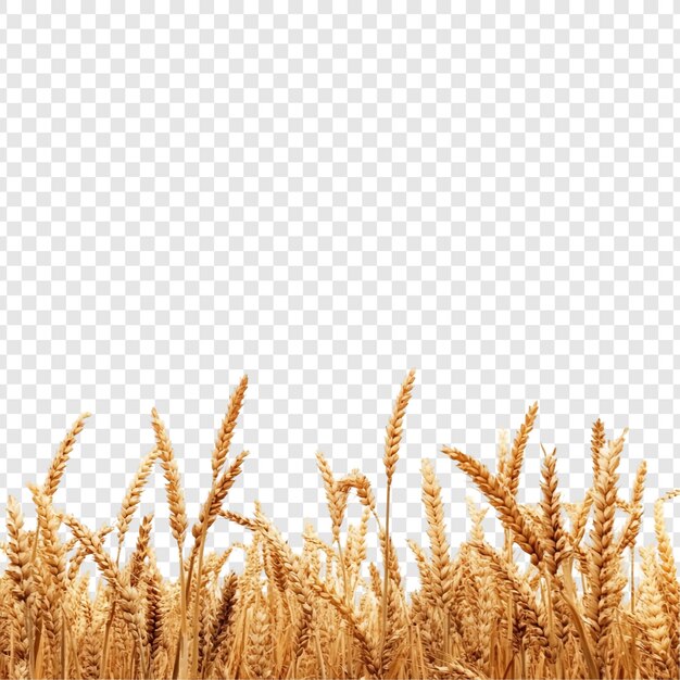 O Campo de Trigo Dourado - Uma Colheita Boa