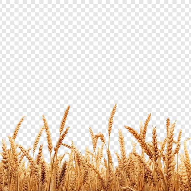O Campo de Trigo Dourado - Uma Colheita Boa