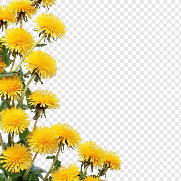 Os dente-de-leão amarelos vibrantes são uma delícia da primavera