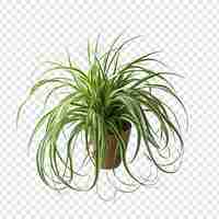 PSD grátis planta de aranha chlorophytum comosum png flor isolada em fundo transparente