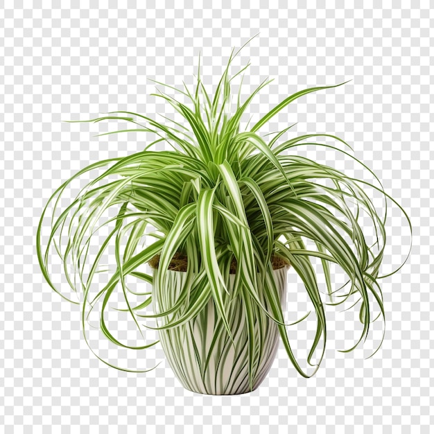 PSD grátis planta de aranha chlorophytum comosum png flor isolada em fundo transparente