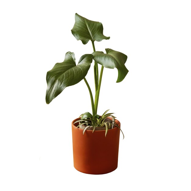 Plantas de interior isoladas