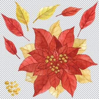 Poinsétia vermelha e dourada. ilustrações decorativas de aquarela florais de natal.