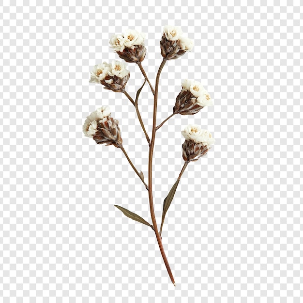 Ramo de flores secas elegantes com flores brancas delicadas