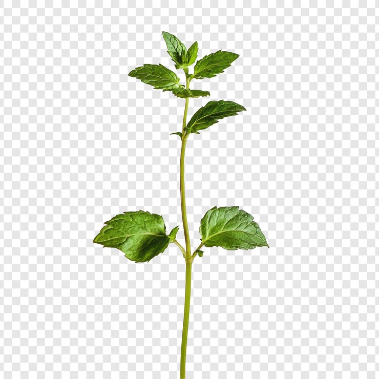 PSD grátis ramo de menta verde vibrante um close de folhas de menta frescas