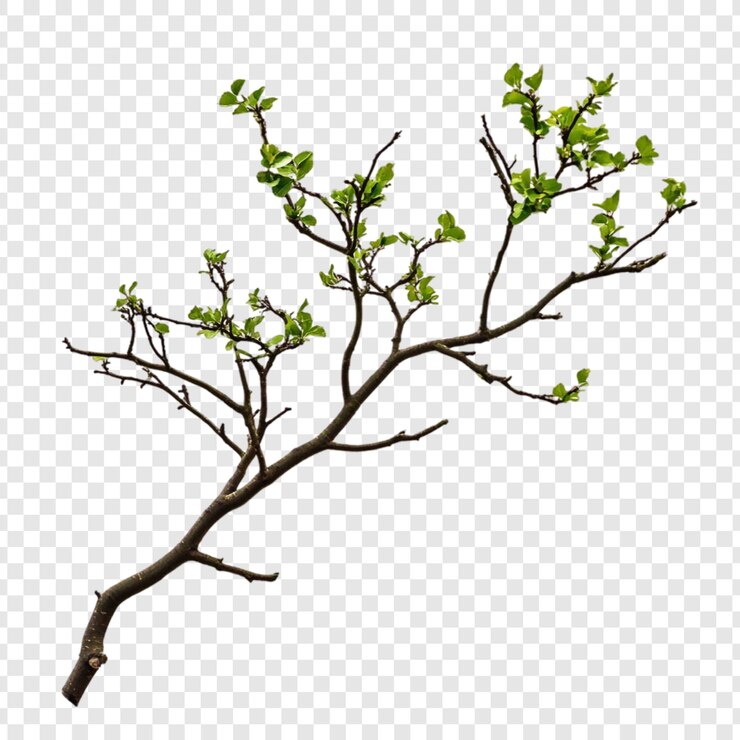PSD grátis ramo de primavera um novo começo