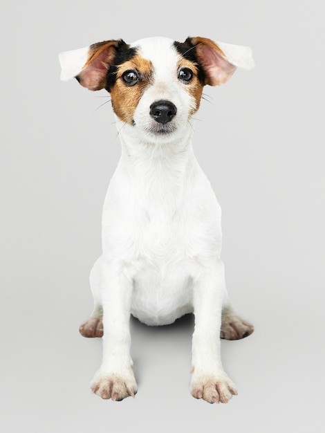 Retrato adorável do filhote de cachorro de Jack Russell Retriever