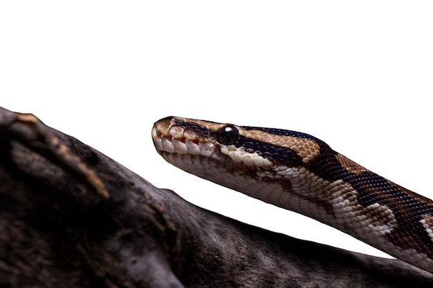 PSD grátis retrato bonito do animal de estimação da serpente