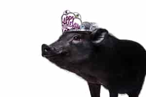 PSD grátis retrato bonito do animal de estimação do porco preto