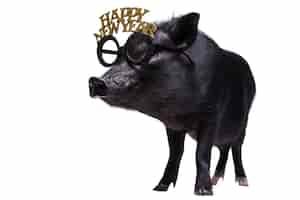 PSD grátis retrato bonito do animal de estimação do porco preto