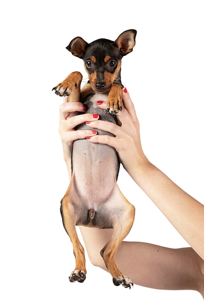 Retrato de cachorro fofo isolado