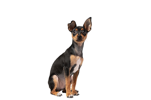 Retrato de cachorro fofo isolado