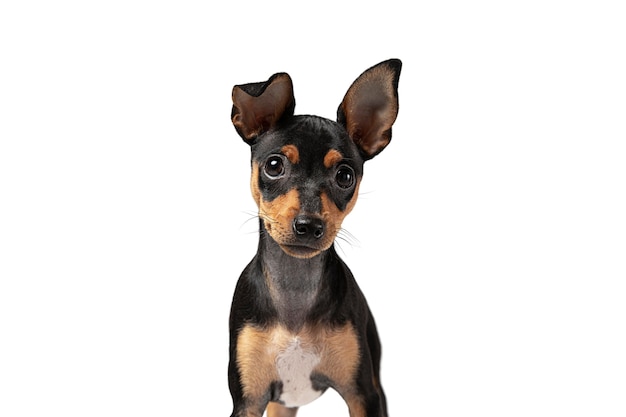 Retrato de cachorro fofo isolado