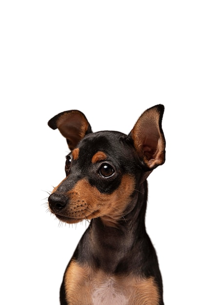 PSD grátis retrato de cachorro fofo isolado