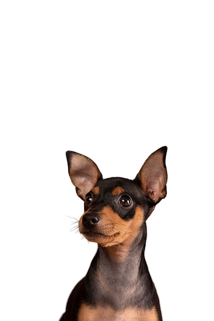 Retrato de cachorro fofo isolado
