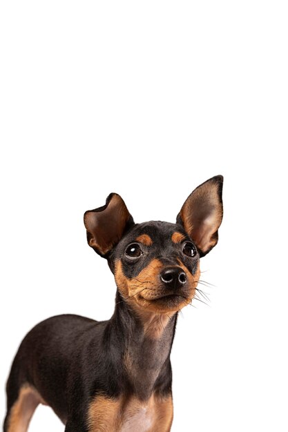 Retrato de cachorro fofo isolado