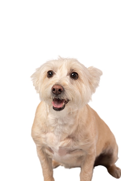 Retrato de cachorro fofo isolado