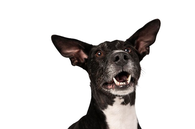 Retrato de cachorro fofo isolado