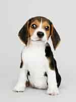 PSD grátis retrato de solo adorável cachorro beagle