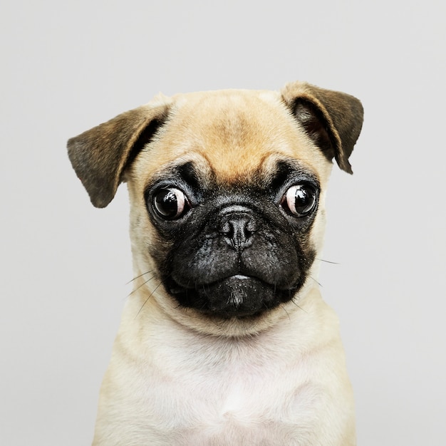 Retrato de solo adorável cachorro Pug