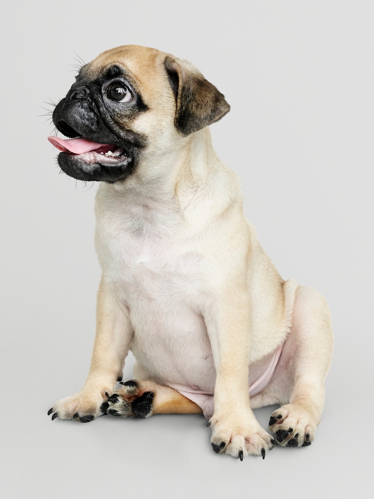PSD grátis retrato de solo adorável cachorro pug