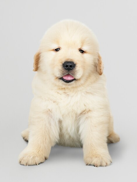 Retrato, de, um, adorável, retriever dourado, filhote cachorro