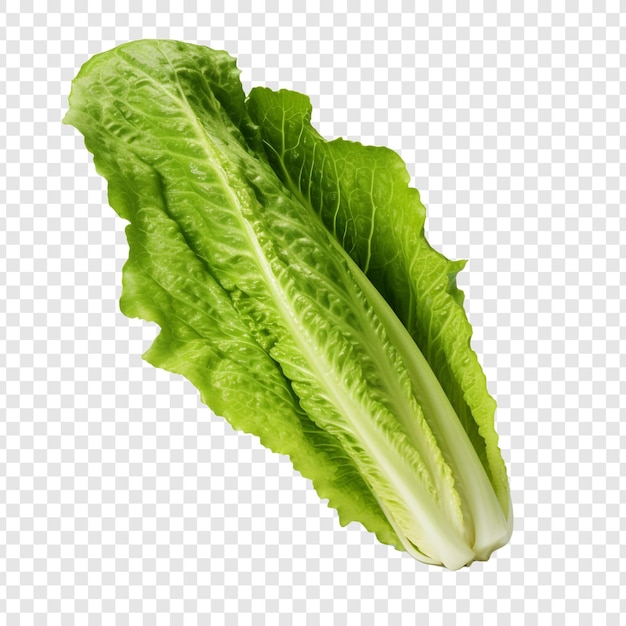 Romaine isolada em fundo transparente