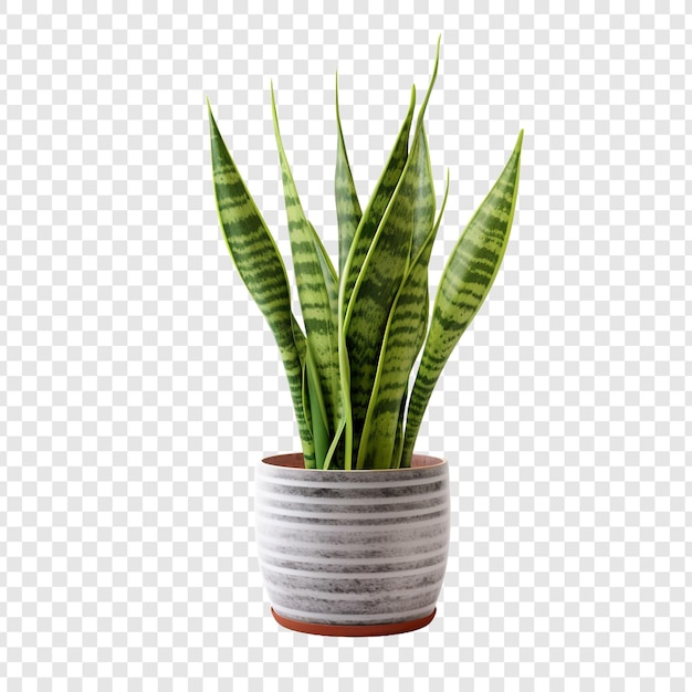 Snake plant sansevieria trifasciata png isolado em fundo transparente