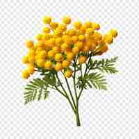 PSD grátis tansy flor png isolado em fundo transparente